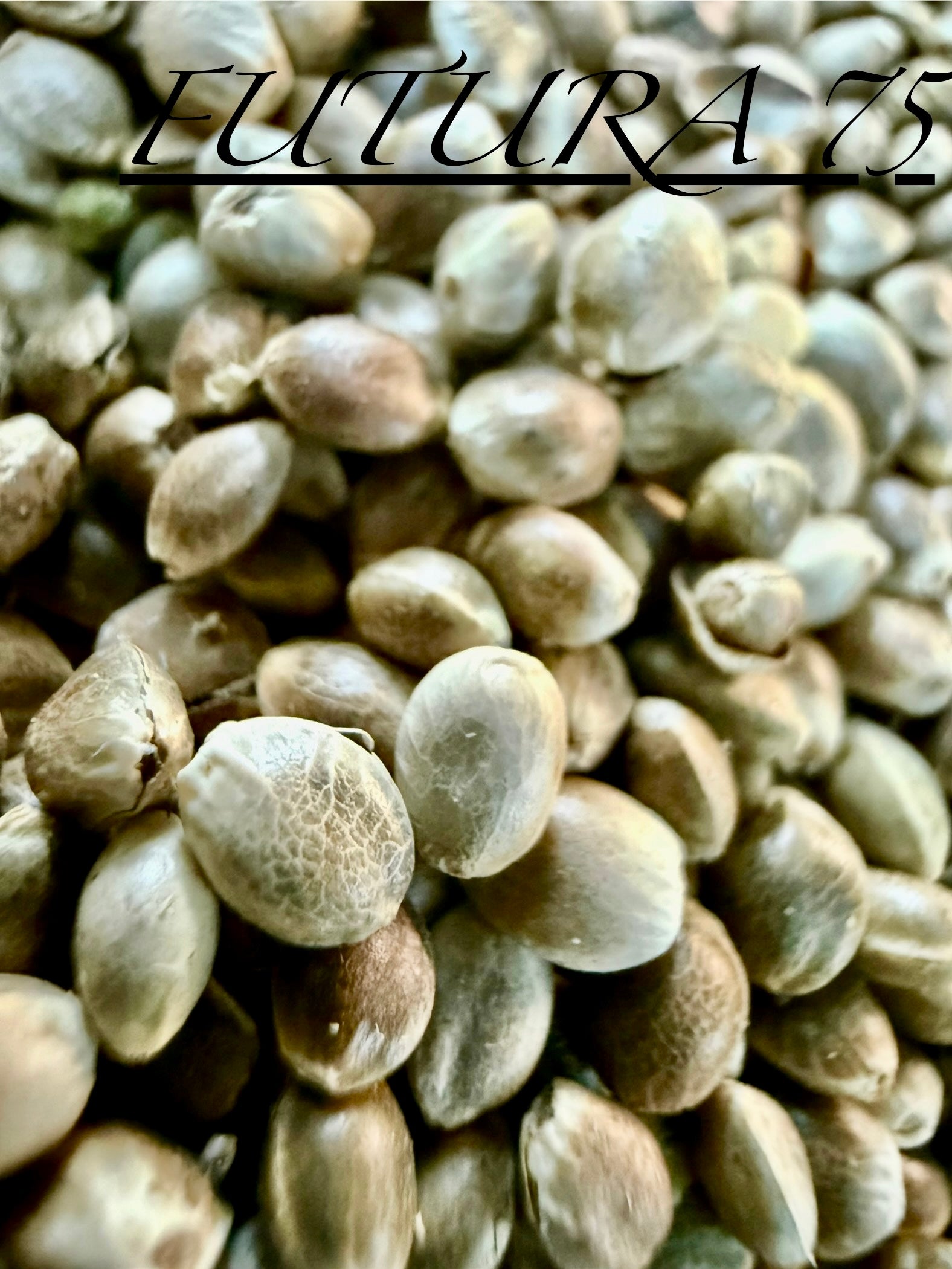 Ripkitty International & Domestic Live Raw Viable Hemp Seeds Sold in Bulk & Single Amounts for Agriculture, Poultry, Equine Feeding, & Livestock