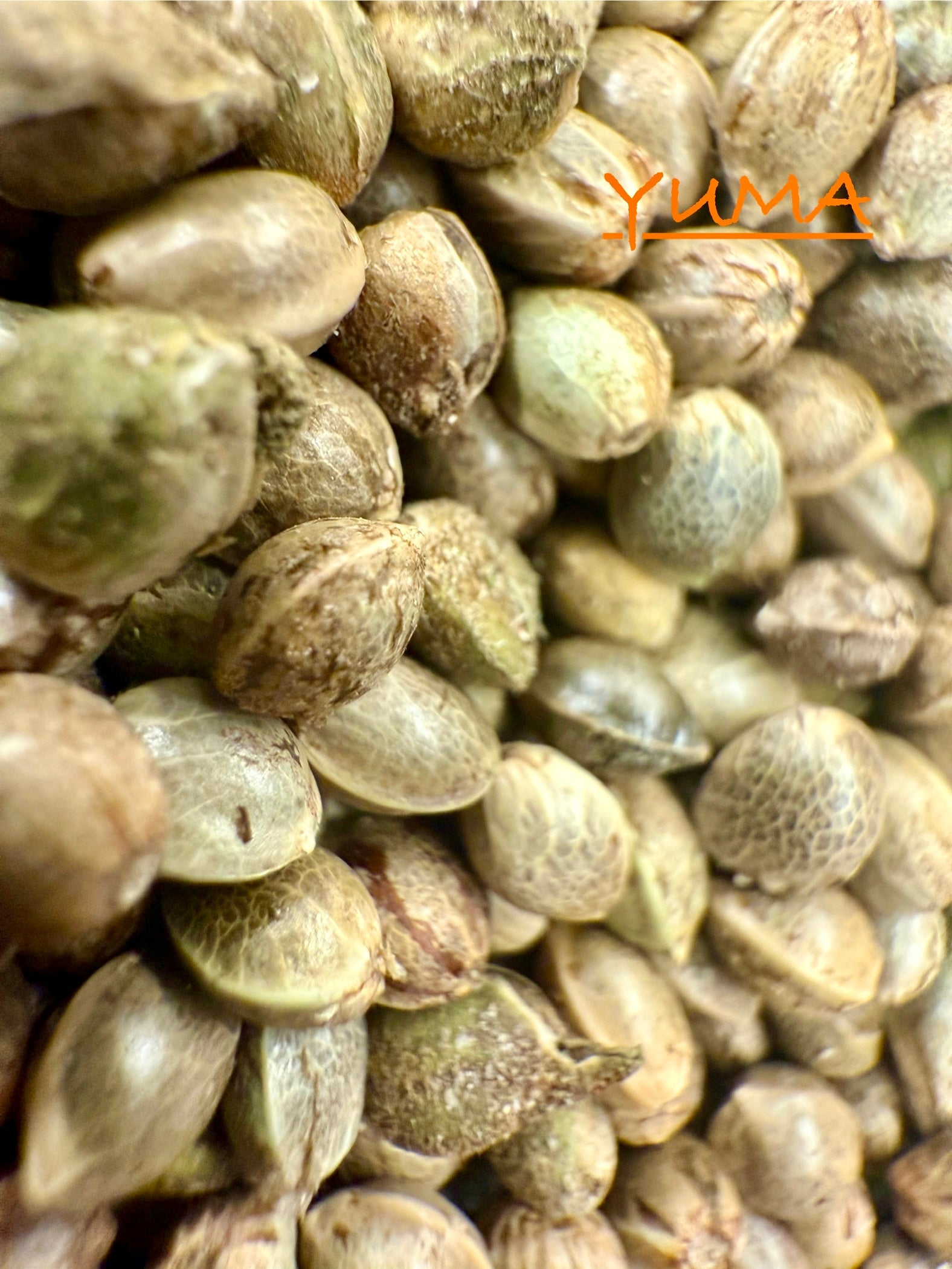 Ripkitty International & Domestic Live Raw Viable Hemp Seeds Sold in Bulk & Single Amounts for Agriculture, Poultry, Equine Feeding, & Livestock