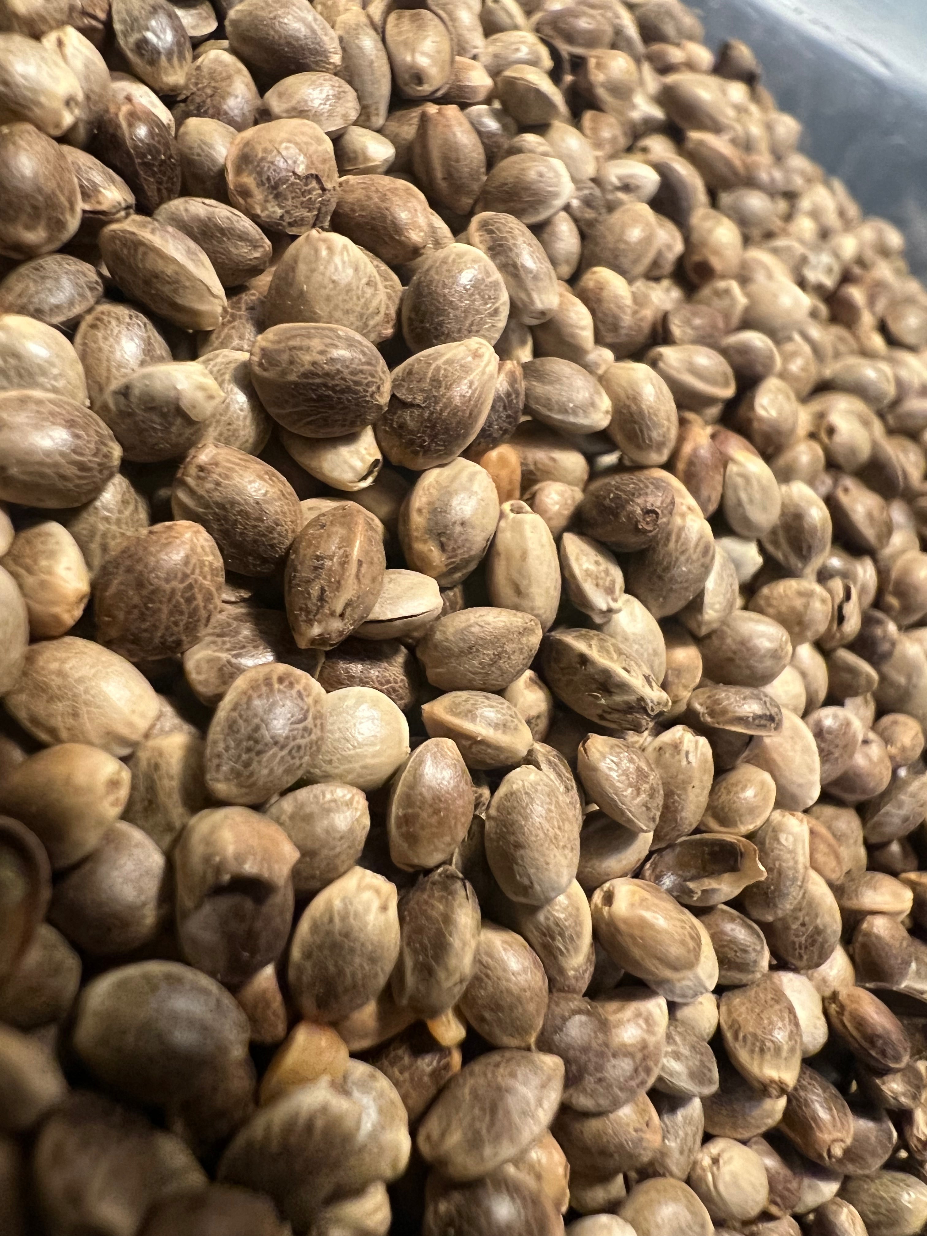 Ripkitty Premium Toasted Organic Hemp Seeds