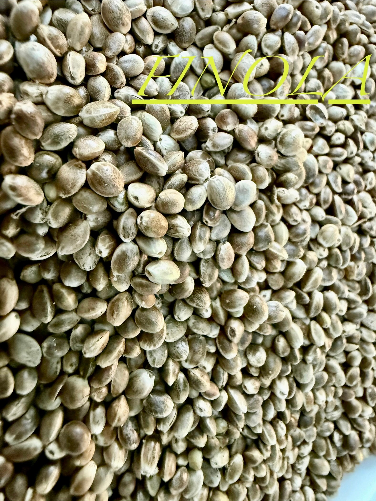 Ripkitty International & Domestic Live Raw Viable Hemp Seeds Sold in Bulk & Single Amounts for Agriculture, Poultry, Equine Feeding, & Livestock