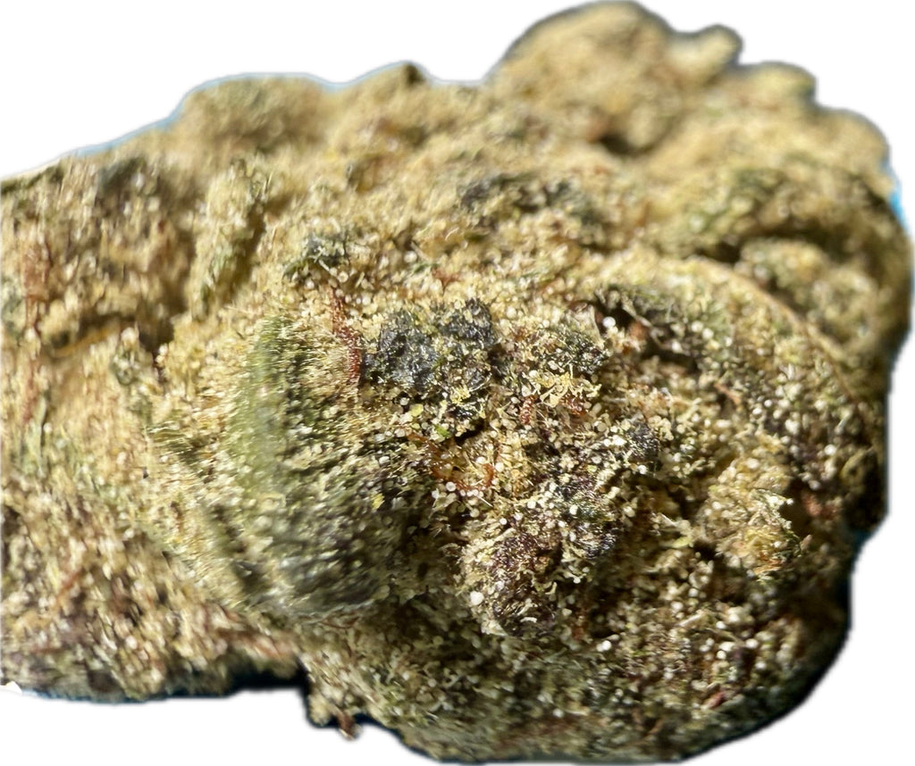 Extreme macro close-up of Ripkitty Angel Cake Delta-8 moonrock nug — thick golden kief coating over dark green calyxes with amber pistils and visible trichome crystal layer, white background
