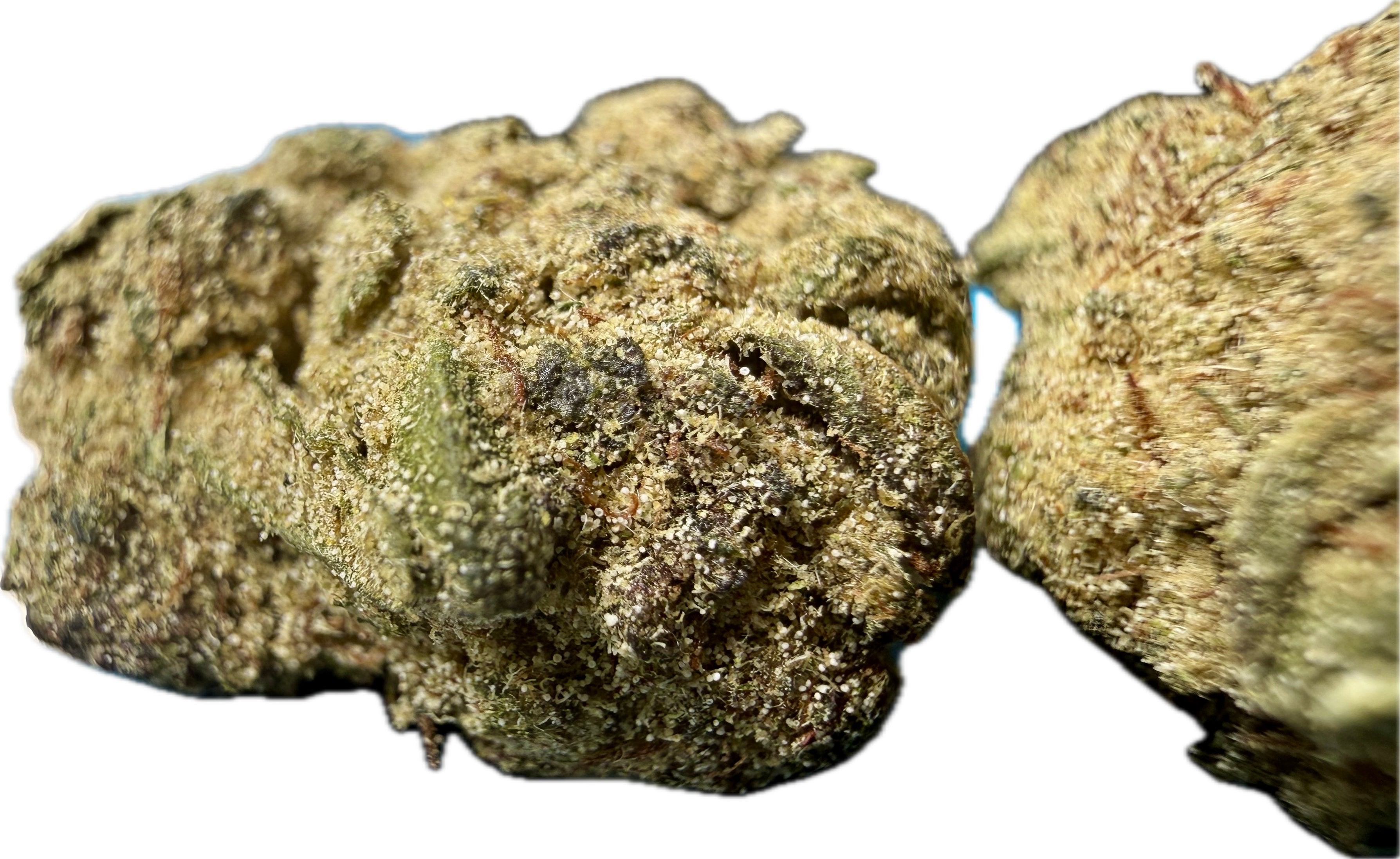 Two Ripkitty Angel Cake Delta-8 moonrock nugs side by side — thick golden kief coating over dense green calyxes with amber pistils, angled close-up showing concentrate texture, white background