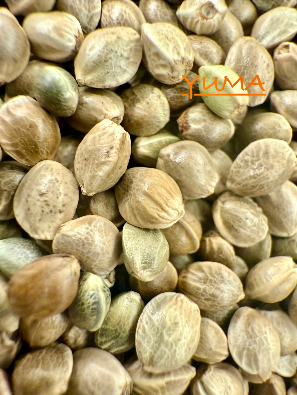 Ripkitty International & Domestic Live Raw Viable Hemp Seeds Sold in Bulk & Single Amounts for Agriculture, Poultry, Equine Feeding, & Livestock