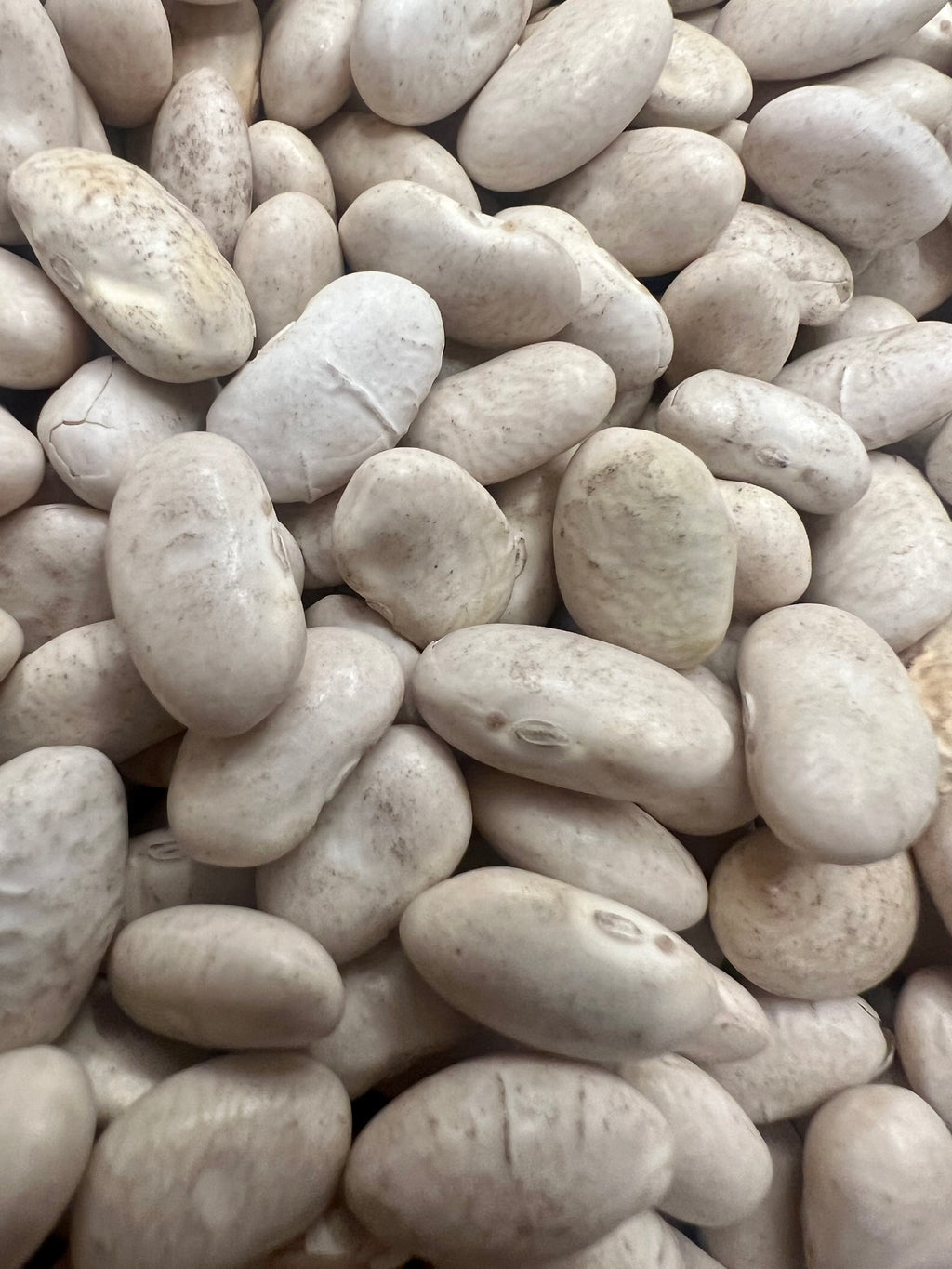 Ripkitty White Beans “Cannellini” Seeds Grow Your Own