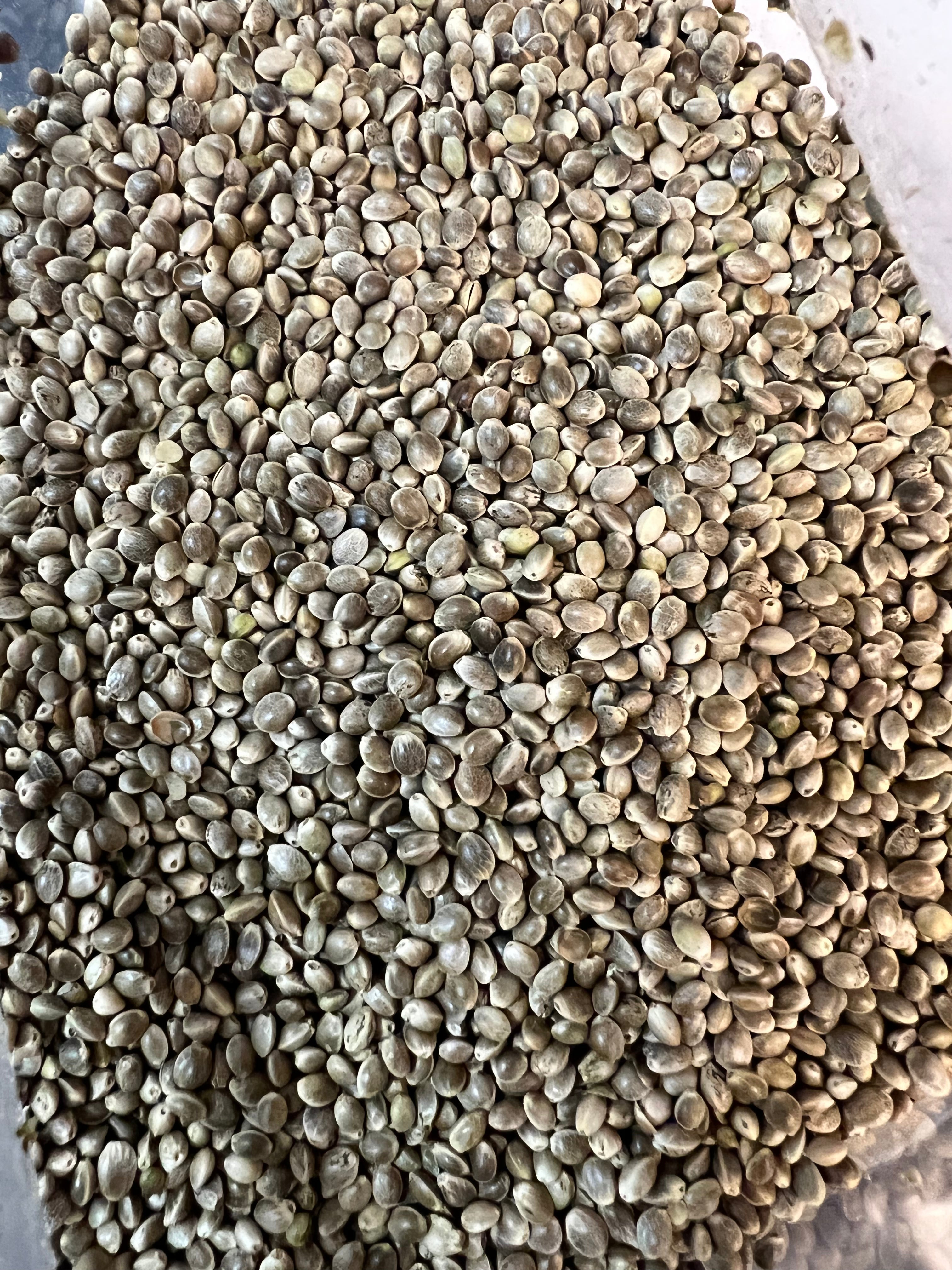 Ripkitty Premium Live Raw Viable Sprouts Organic Whole Hemp Seeds