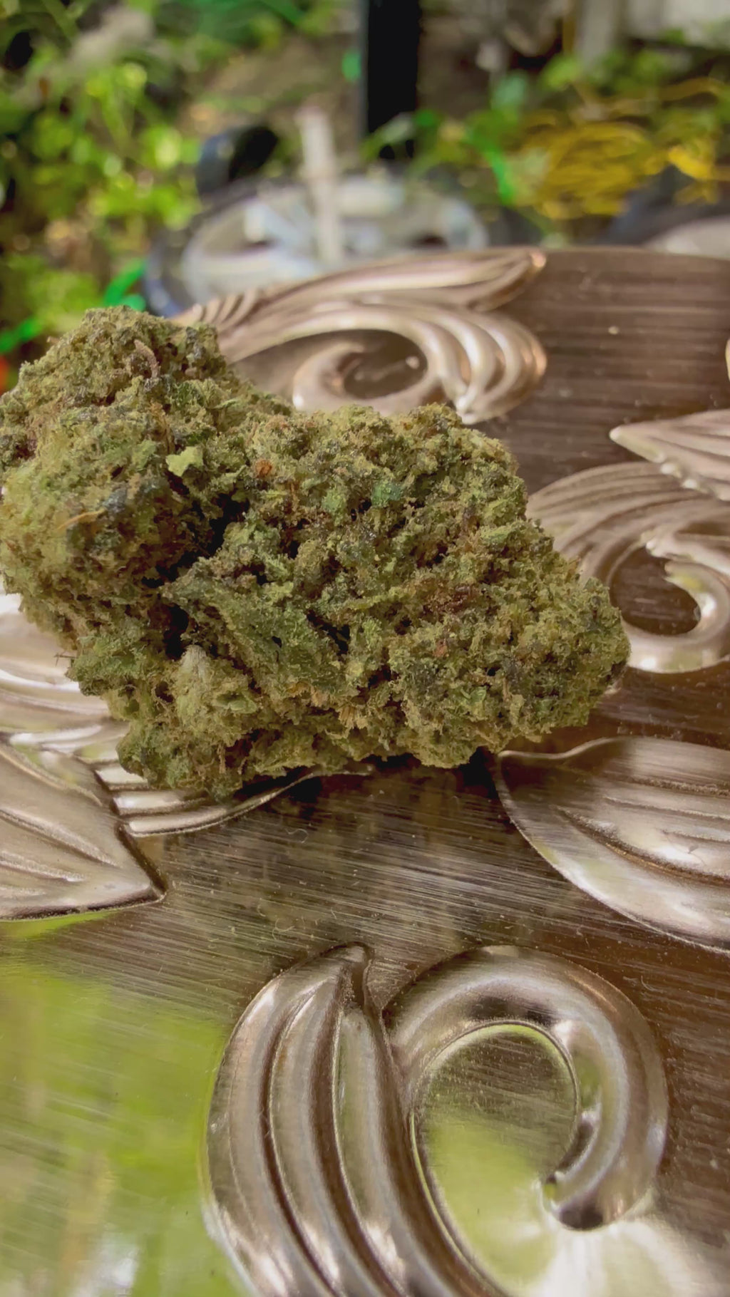 Ripkitty Bubba Kush 59 HHC hemp flower — close-up video showcasing bud density, trichome coverage, and color profile