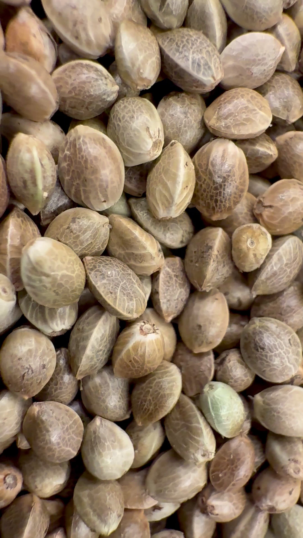Ripkitty International & Domestic Live Raw Viable Hemp Seeds Sold in Bulk & Single Amounts for Agriculture, Poultry, Equine Feeding, & Livestock