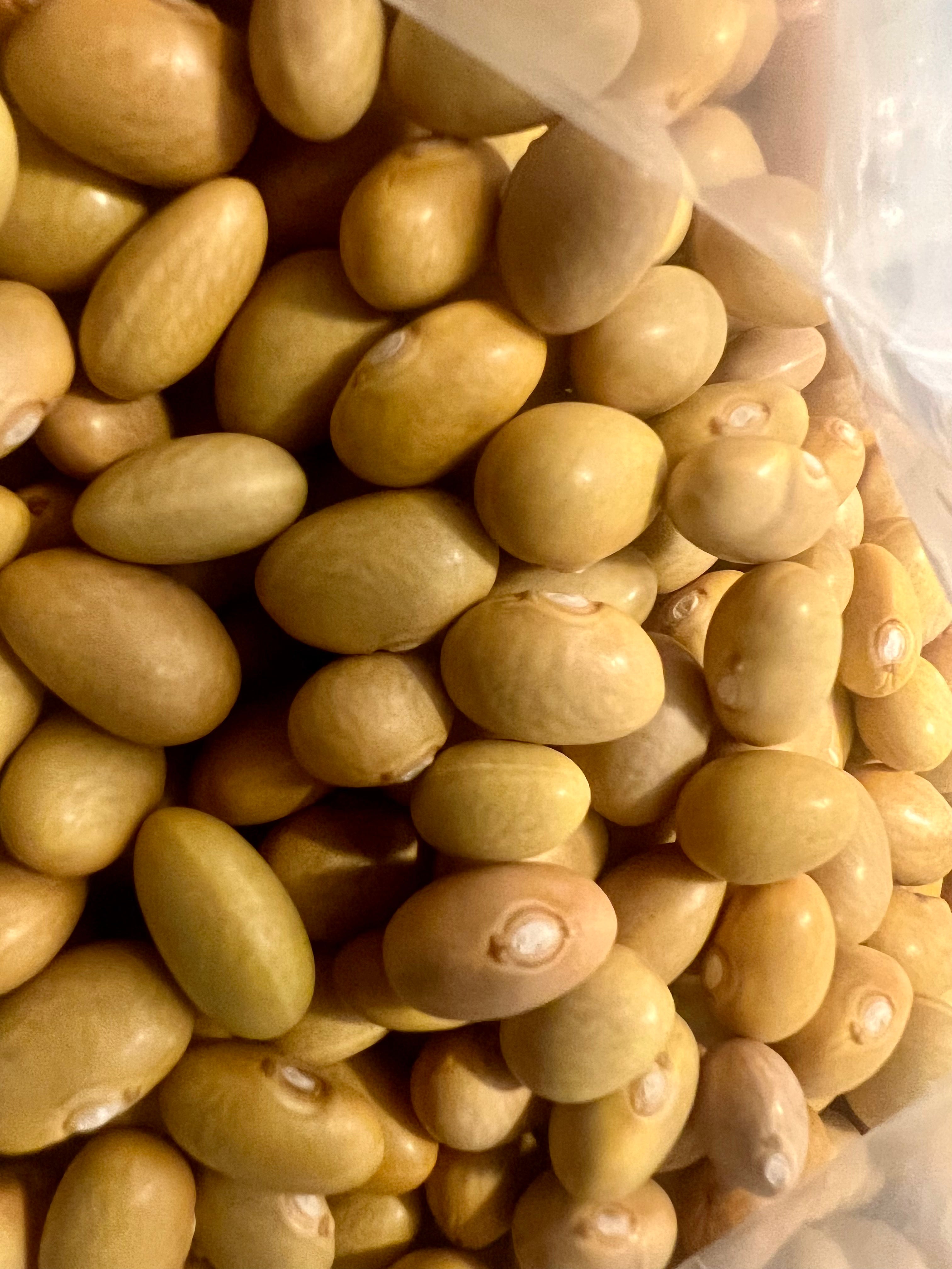 Ripkitty Peruvian Canary Bean Seeds - Organic Mayocoba Agricultural Grains