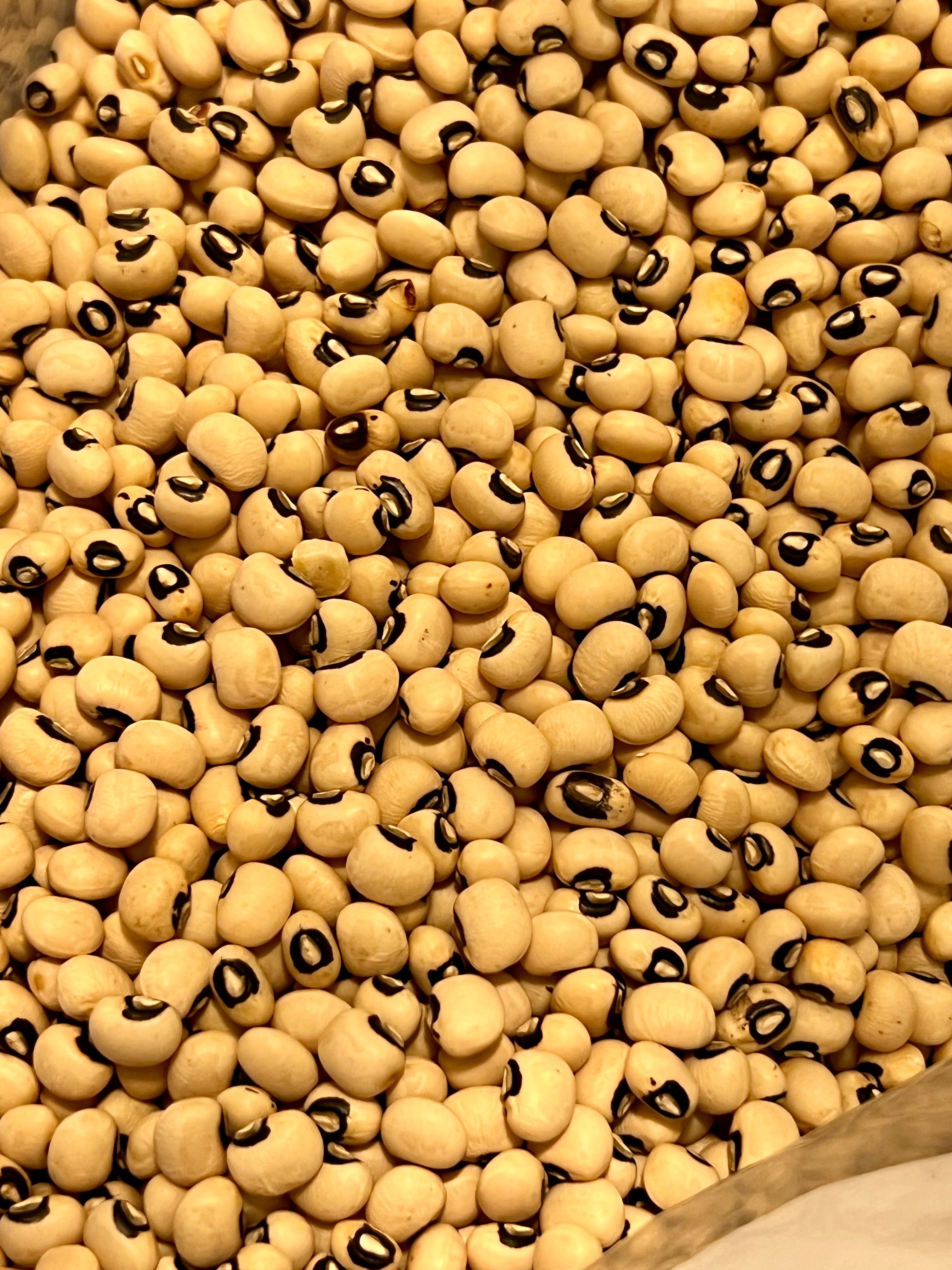 Ripkitty Black Eyed Peas - Vigna Unguiculata High-Yield Non-GMO Seeds