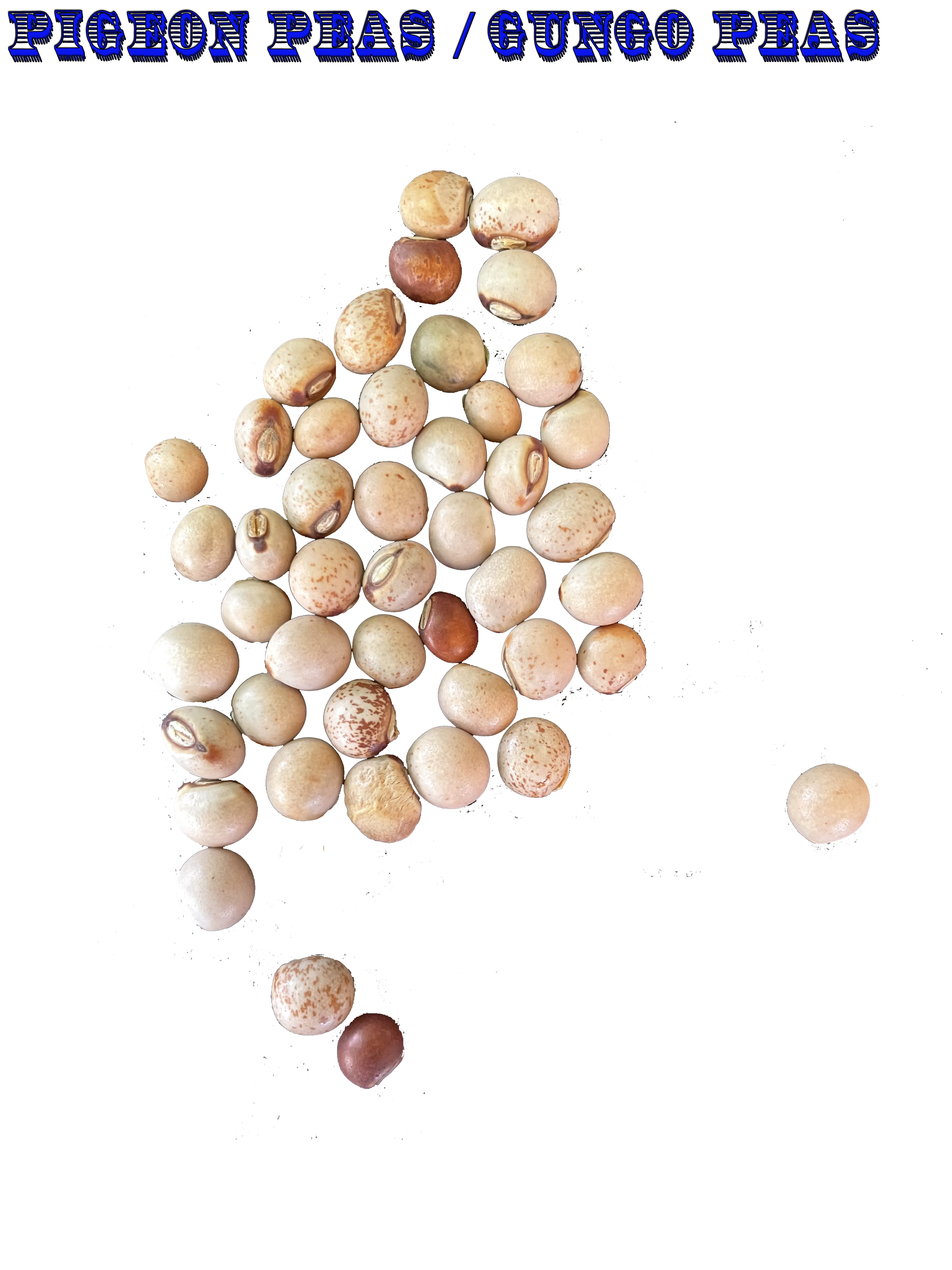 Ripkitty Premium Pigeon Peas (Cajanus Cajan) - Tropical Heirloom Seeds