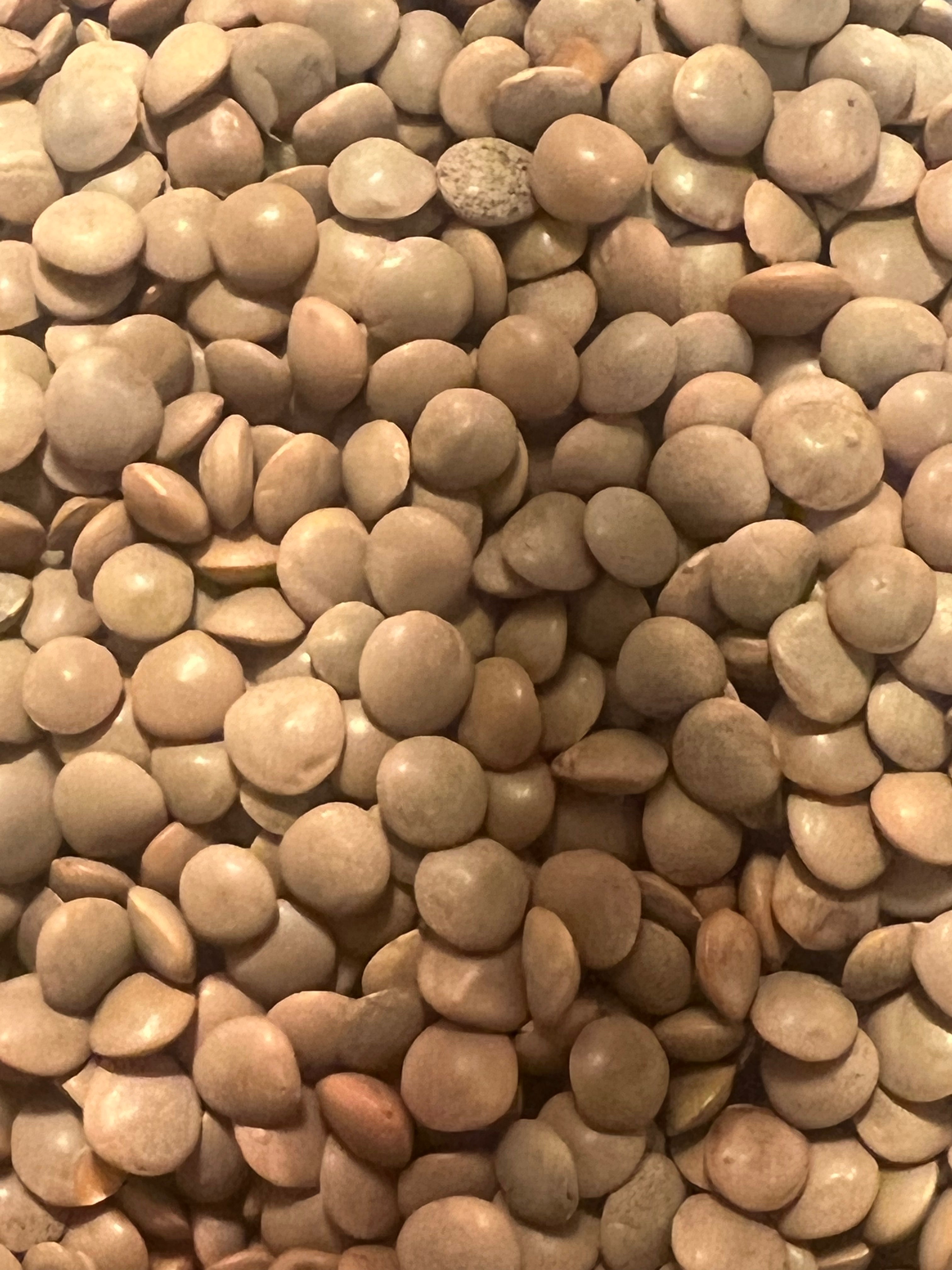 lose-up of Ripkitty Masoor lentil seeds for sprouting — tan and light brown whole lentils filling the frame, showing smooth rounded disc shape with slight sheen, warm-toned background