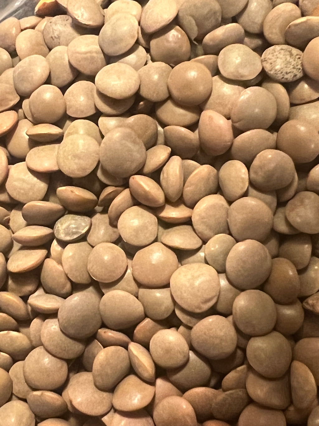 Close-up of Ripkitty Masoor lentil seeds (Lens culinaris) for sprouting — tan and light brown whole lentils filling the frame, showing smooth rounded disc shape and natural color variation, dark background